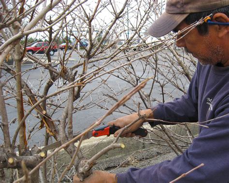 The Benefits Of Winter Pruning