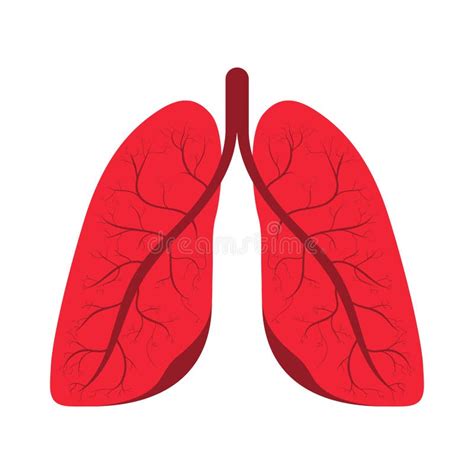 Human Lungs Human Respiratory System Internal Organ Human Lungs Icon