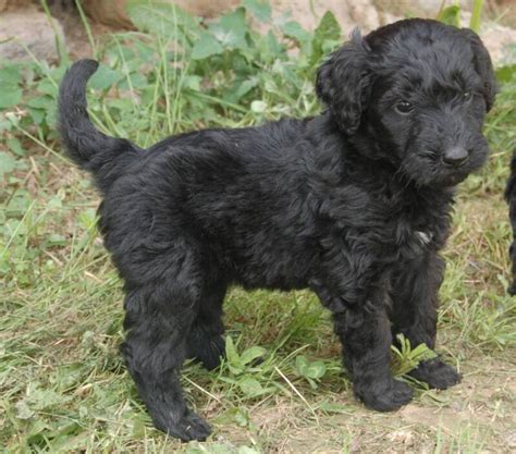 Perhaps not surprisingly, goldendoodle owners overwhelming choose friendly human names for their pets. Goldendoodle Puppies for Sale