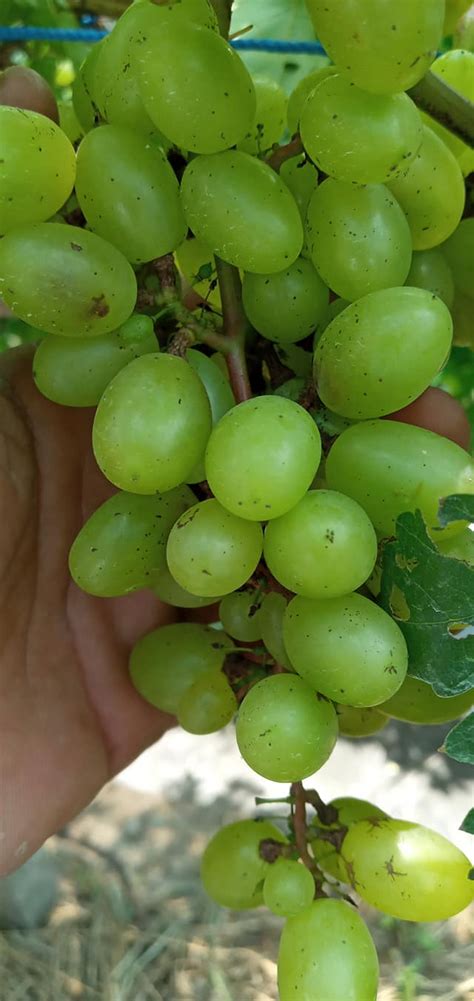 Kamu juga tidak usah melakukan perawatan yang ekstra untuk jenis pohon satu ini karena pohon bambu ternyata bisa beranak. mengatasi Lalat Buah pada anggur | Pohon Anggur Genjah