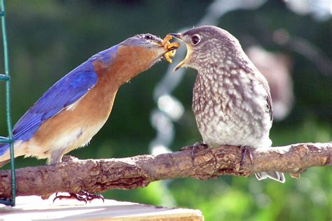 Nesting Habits Bluebirdnut