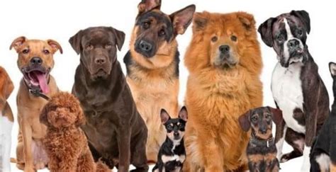 Mascotas Cuál Es Tu Perro Ideal Según Tu Signo