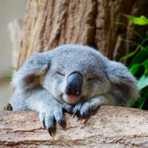Koala Big British Zoo