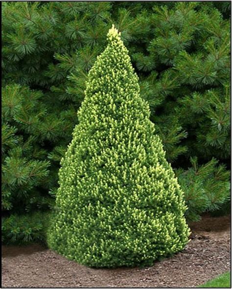 Rainbows End Alberta Spruce 2m High 1m Wide Slow Growing Dwarf Conical Evergreen With Dense