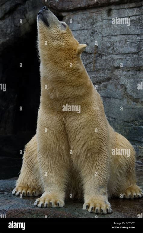Zoo Capture Of A Polar Bear Stock Photo Alamy