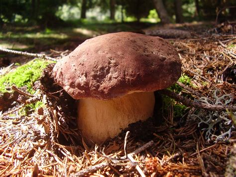 Boletus Pinophilus The Ultimate Mushroom Guide