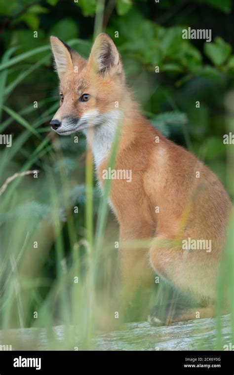 Red Fox In Alaska Stock Photo Alamy