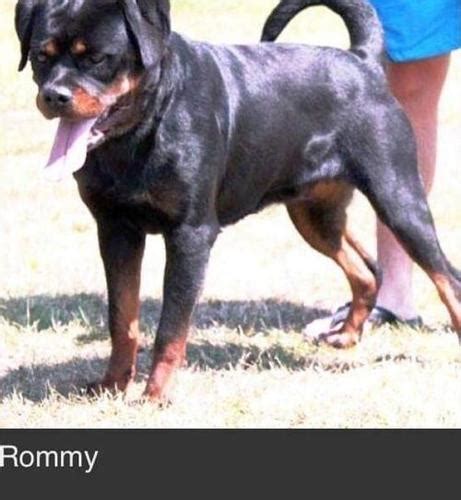 Lexus is one of three pups from a litter. Rottweiler Puppy for Sale - Adoption, Rescue for Sale in ...