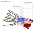 Dorsal Approach to the Wrist - Approaches - Orthobullets