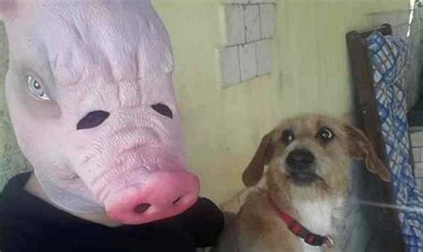 Divertidas Fotos De Perros Asustados Supergracioso