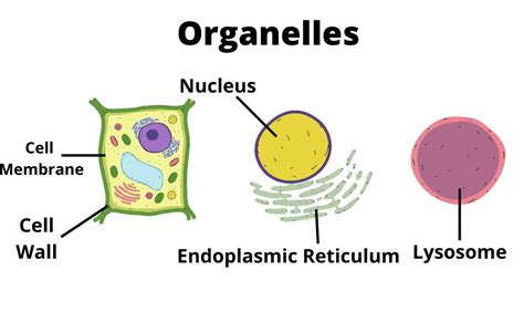 What Is Organelle Types And Functions Cell Organelles And Their
