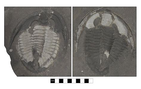 Trilobites Museum Of Natural And Cultural History