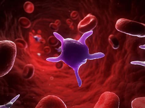 Platelets Thrombocytes Function Normal Values And More