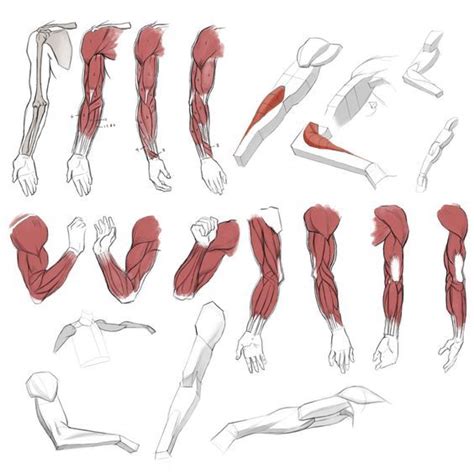 Enjoy A Collection Of References For Character Design Arms Anatomy The Collection Contains