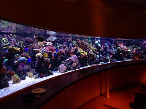 Best Tanks From Around The World Reef Central Online Community
