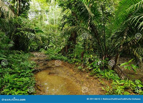Panamá Selva De Darien Imagen De Archivo Imagen De Cubo 29114615