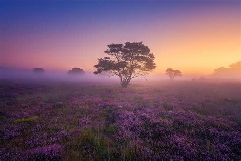Misty Sunrise In A Field Of Heather In The Netherlands By Albert Dros
