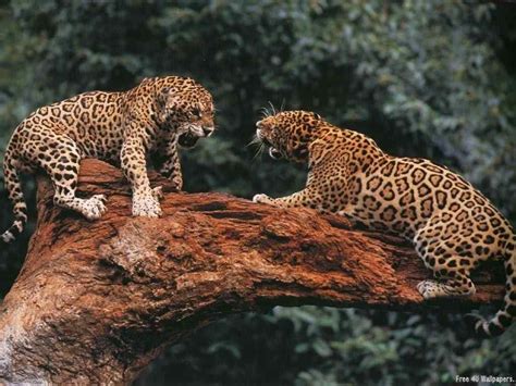 Jaguar Fight Animaux Sauvages Animales Les Chats Sauvages