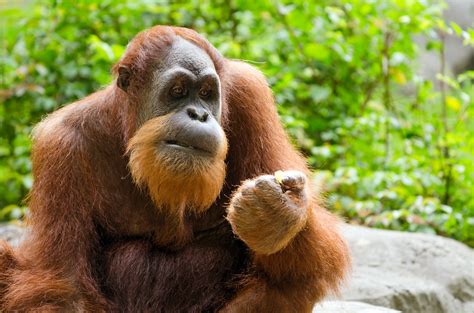 Portrait Of Adult Orangutan Pongo Pygmaeus Littlegate Publishing
