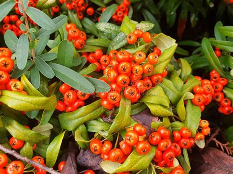 Red Berries Pyracantha Or Cotoneaster Stock Photo Image Of Coccinea