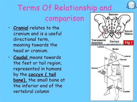 1120 Dr Nand Lal Terminologies Anatomical Positions Anatomical Pl