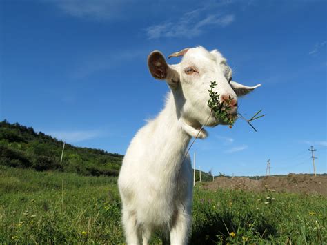 Leesburg Tries Goats To Avoid Use Of ‘baaaaad’ Herbicides Near Water