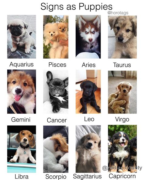 Zodiac Signs As Pet Owners Rteley