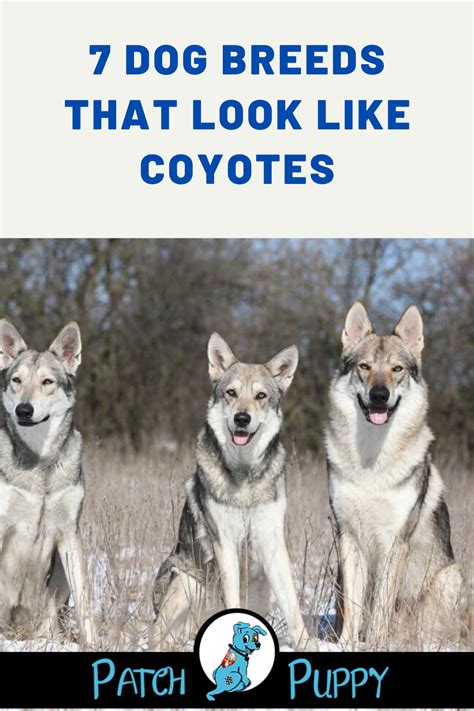 7 Dog Breeds That Look Like Coyotes Dog Breeds Dogs