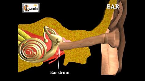 Ear Anatomy Inside The Ear 3d Human Ear Animation Video Biology