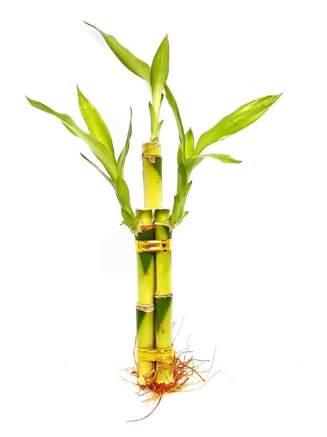Lucky Bamboo Live Plant 3 Straight Bamboo Stalks 4 6 Or Etsy