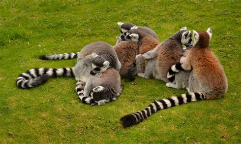 30 Cutest Baby Animals Cuddling With Their Moms
