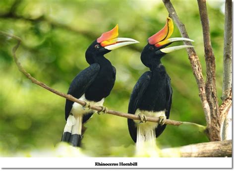 The Magnificent Hornbills Of Sarawak Borneopost Online Borneo