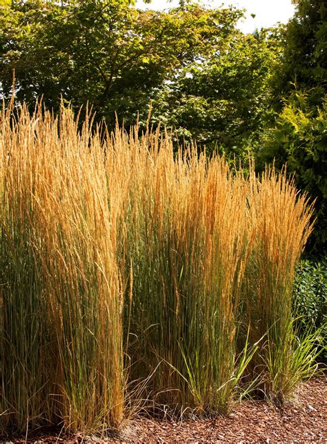 Overdam Feather Reed Grass Plant Library Pahls Market