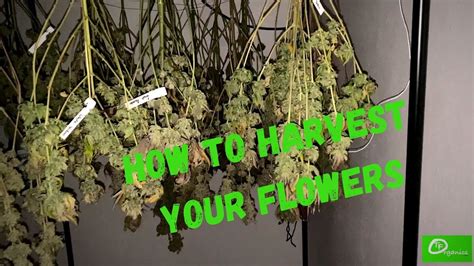 How To Harvest Your Cannabis Plants For The Best Results Youtube