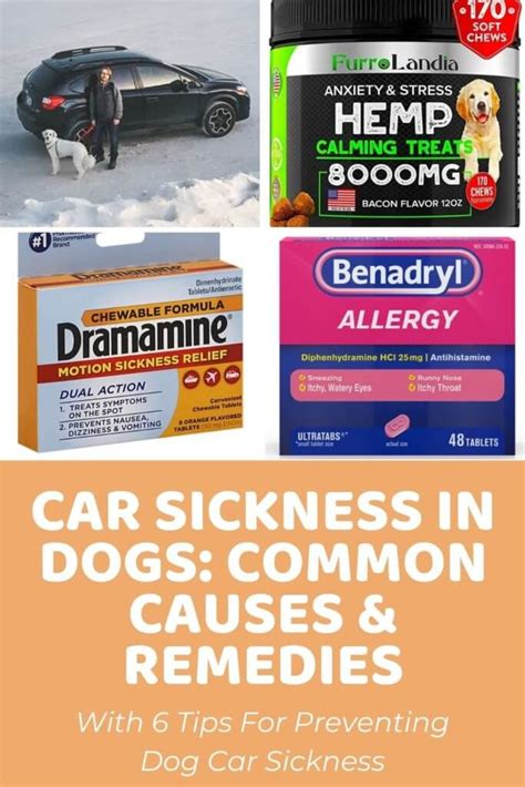 Dog Car Sickness Common Causes And Remedies Doodle Doods