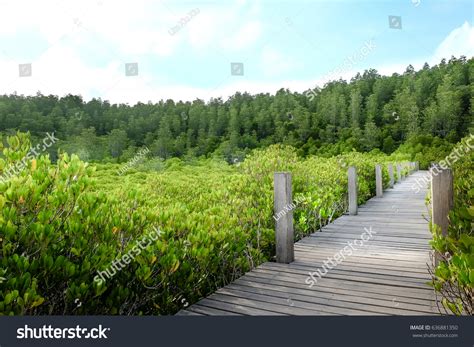 Wooden Bridge Tung Prong Thonggolden Mangrove Stock Photo 636881350