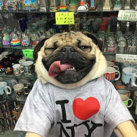 Doug The Pug On Instagram Too Broke To Buy U A Souvenir Doug