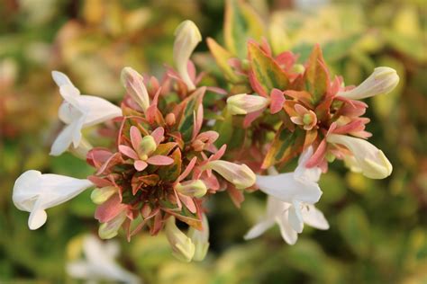 Buy Abelia X Grandiflora Kaleidoscope Pp16988glossy Abelia Conifer