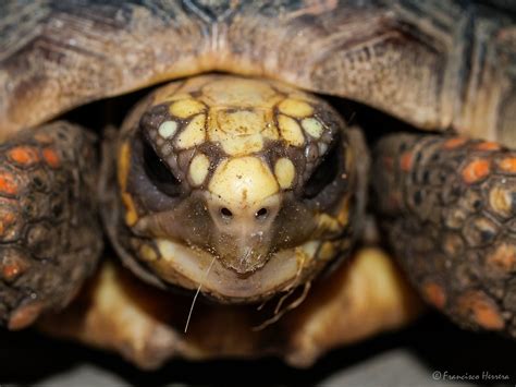 Morrocoy Red Footed Tortoise Sulcata Tortoise Pets