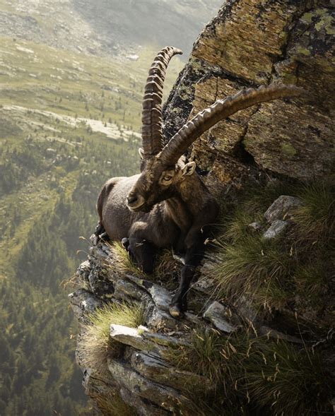 A Mountain Goat Just Chilling On The Side Of A Steep Cliff Like It