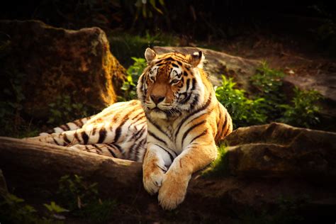 Tiger 2 Foto And Bild Tiere Wildlife Säugetiere Bilder Auf Fotocommunity