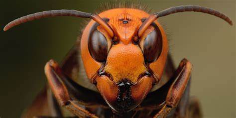 The Asian Giant Hornet Vespa Mandarinia Imgur Asian Giant Hornet