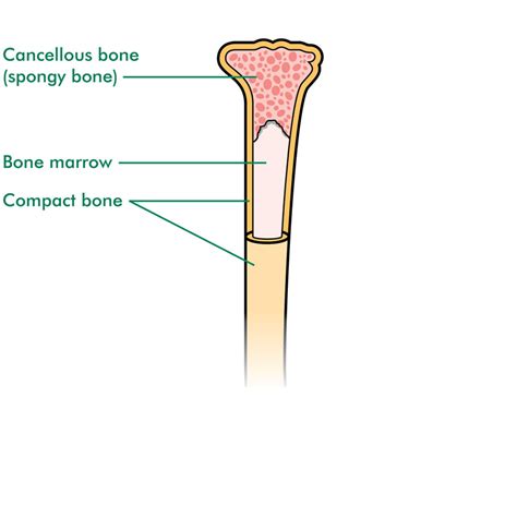 This is an online quiz called long bone anatomy. The bones | Bone cancer - Macmillan Cancer Support