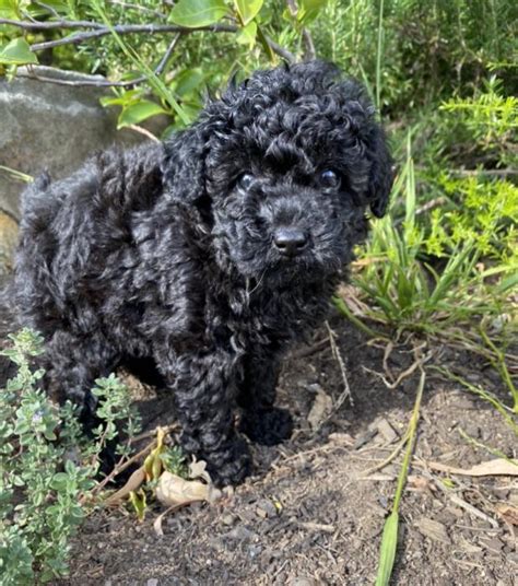 3 Female Toy Poodles Purebred 4999 Each Dogs For Sale And Free To A