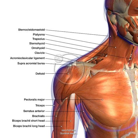 Human Neck Muscle Diagram Labeled Anatomy Chart Of Neck And Shoulder