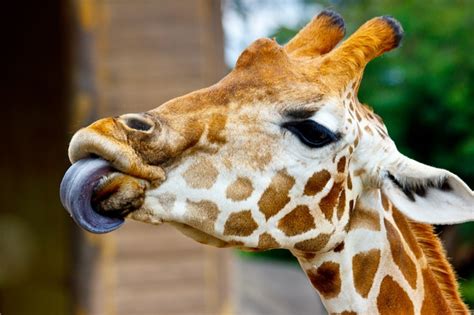 Share the best gifs now >>>. 10 Best images about Giraffe tongues on Pinterest ...