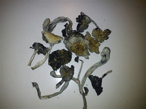Id Of Dried Psilocybin Mushrooms Need Expert Mushroom Hunting And