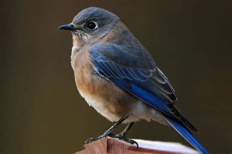 New York Birdwatching Bird Informer