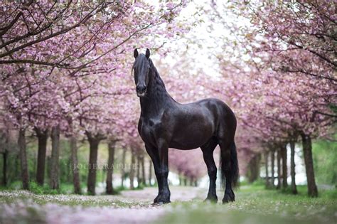 Some Beautiful Images Broken Horses Friesian Horse Horse Photography
