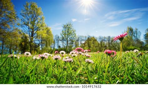 Meadow Lots White Pink Spring Daisy Stock Photo Edit Now 1014917632
